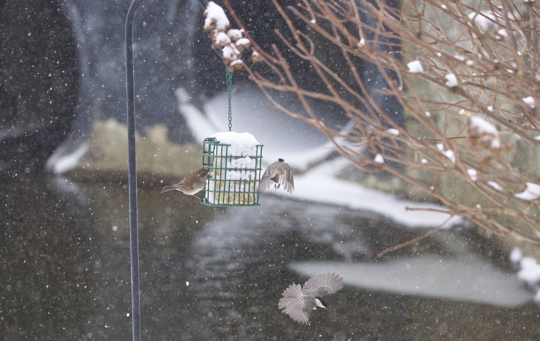 Backyard wildlife