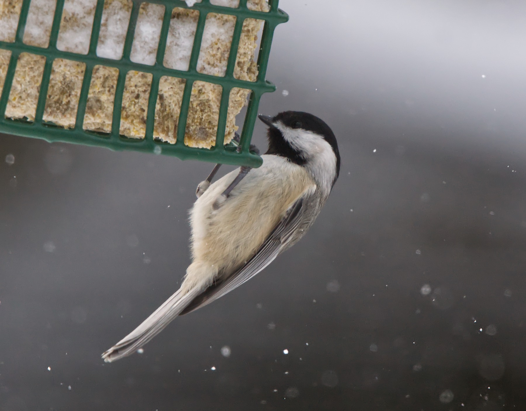Black-capped chickadee at a suet feeder in falling snow