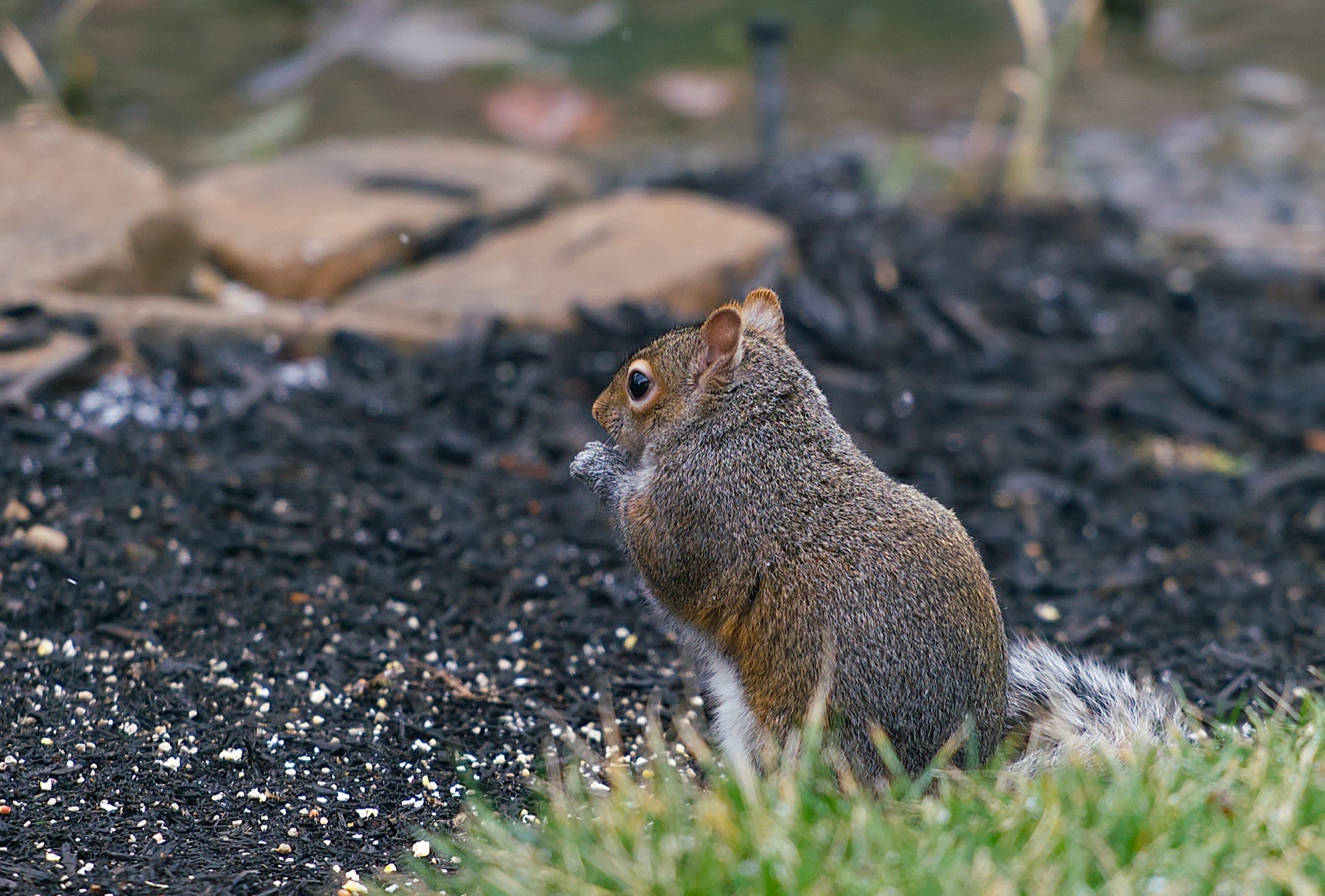 Backyard wildlife