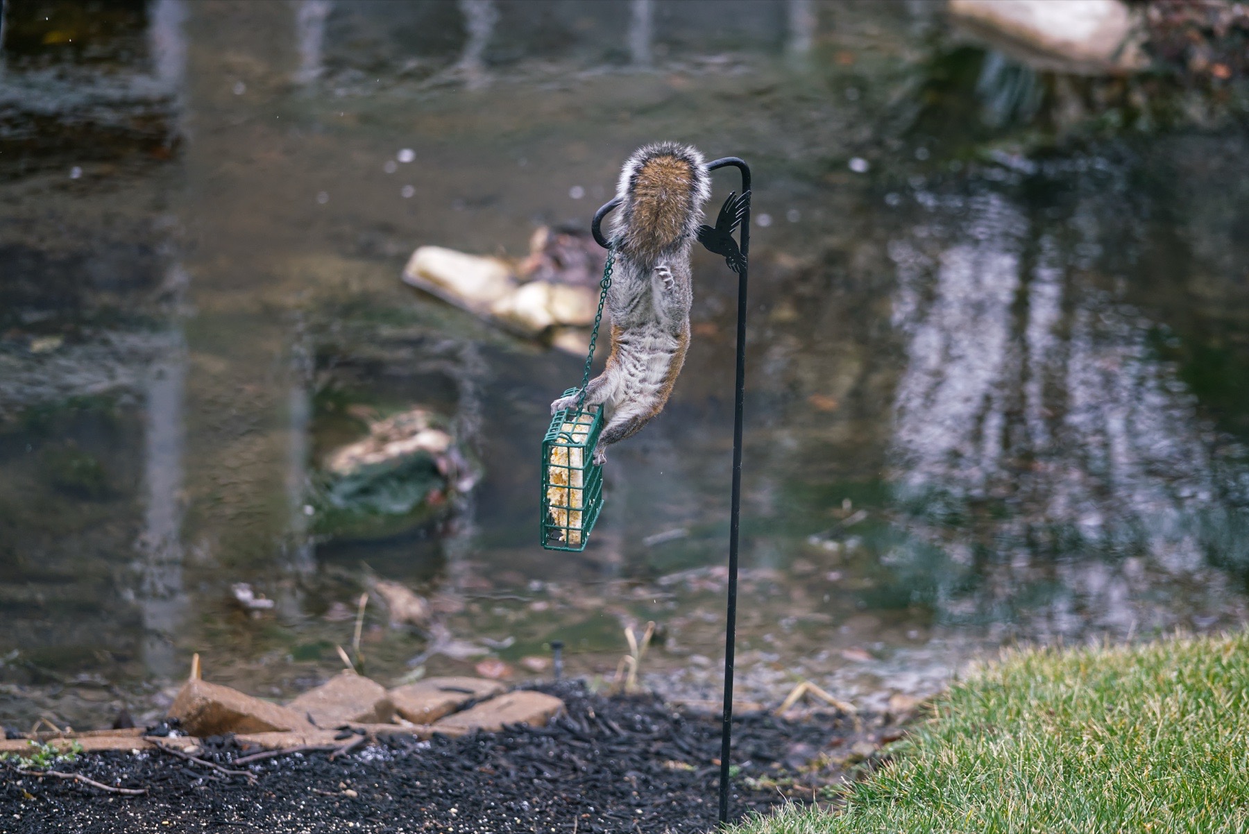 Gray squirrel in backyard garden