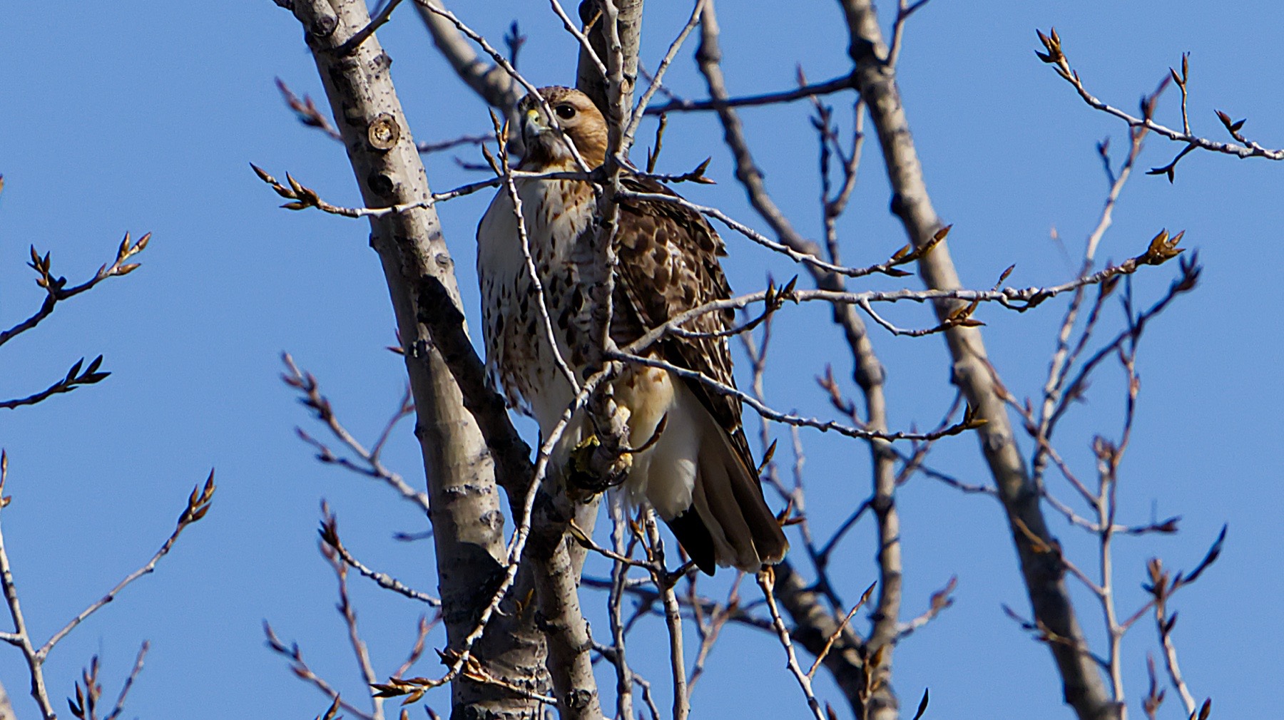Birds, Woodpeckers and Owls