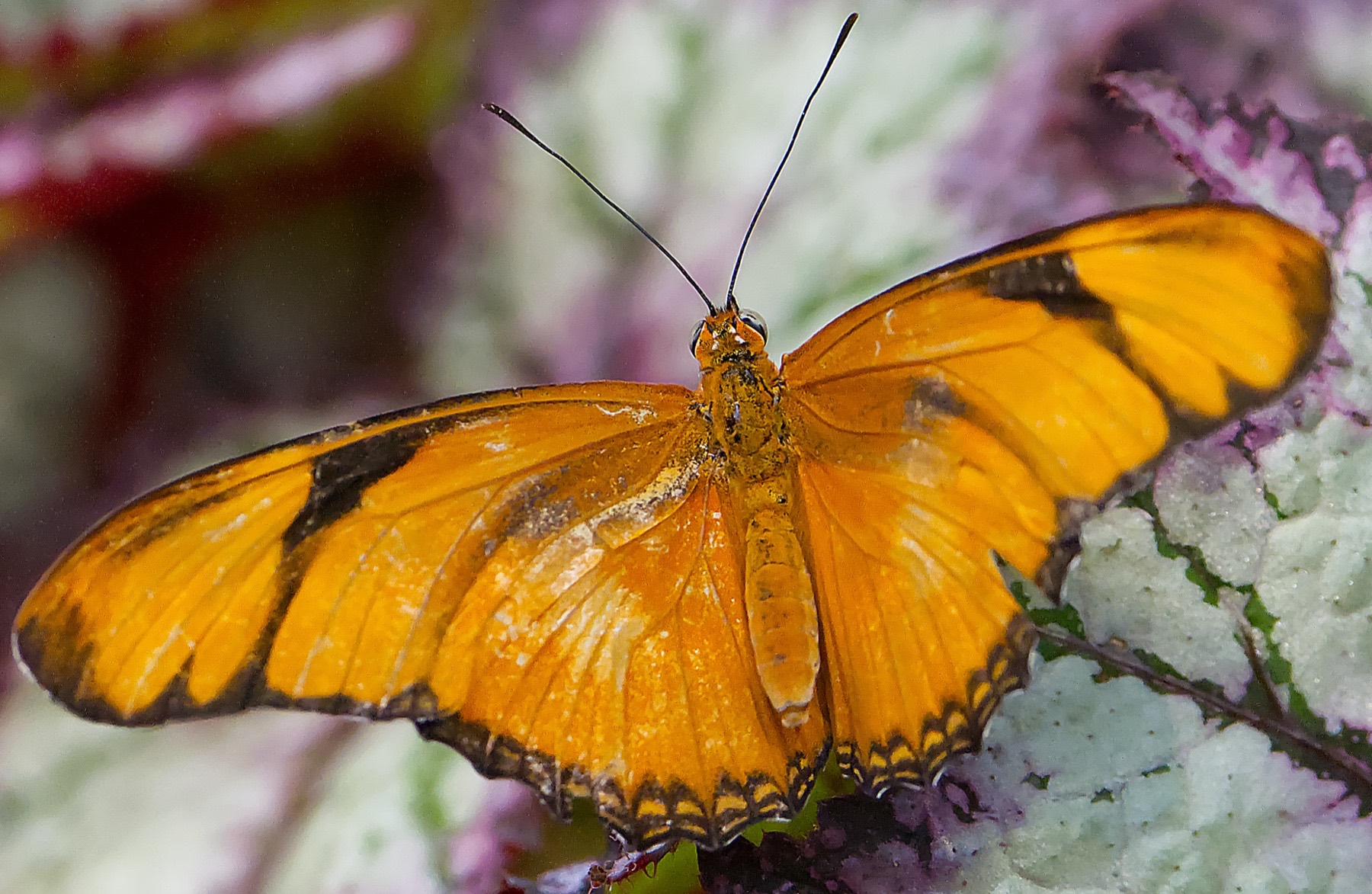 Butterflies and insects