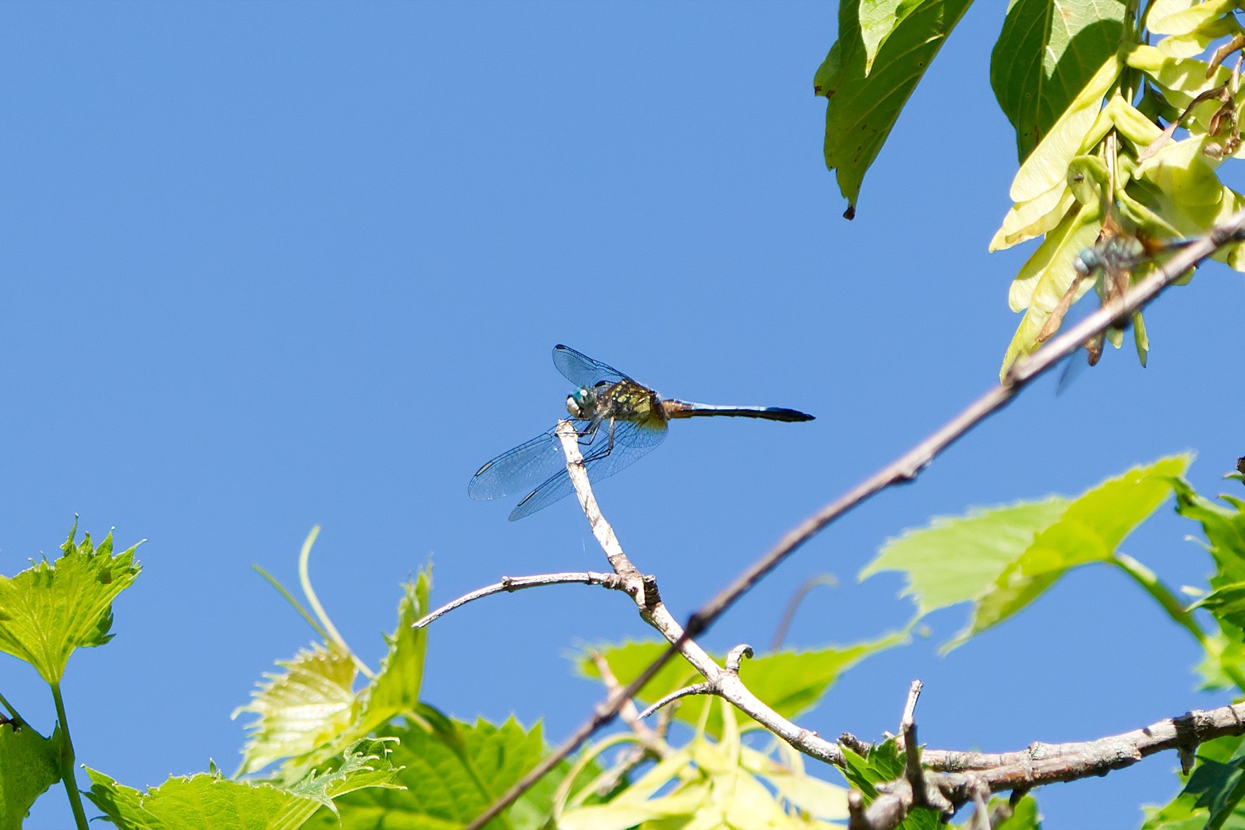 Dragonfly macro photography
