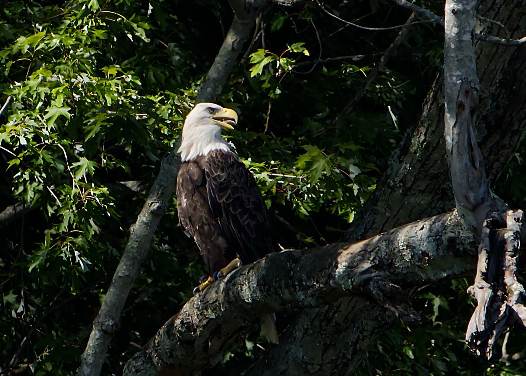 Eagles in flight