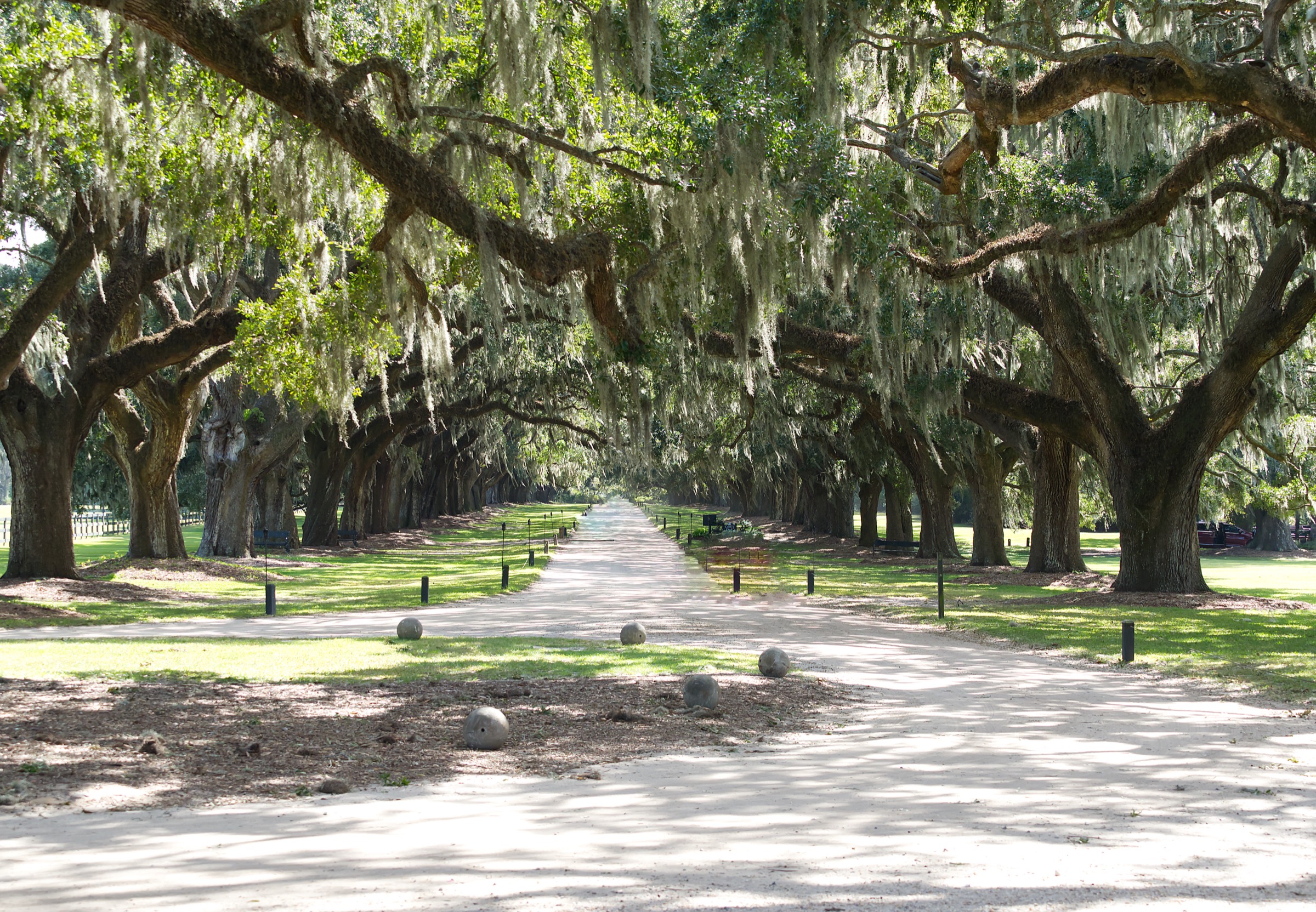 Live oak avenue draped in Spanish moss