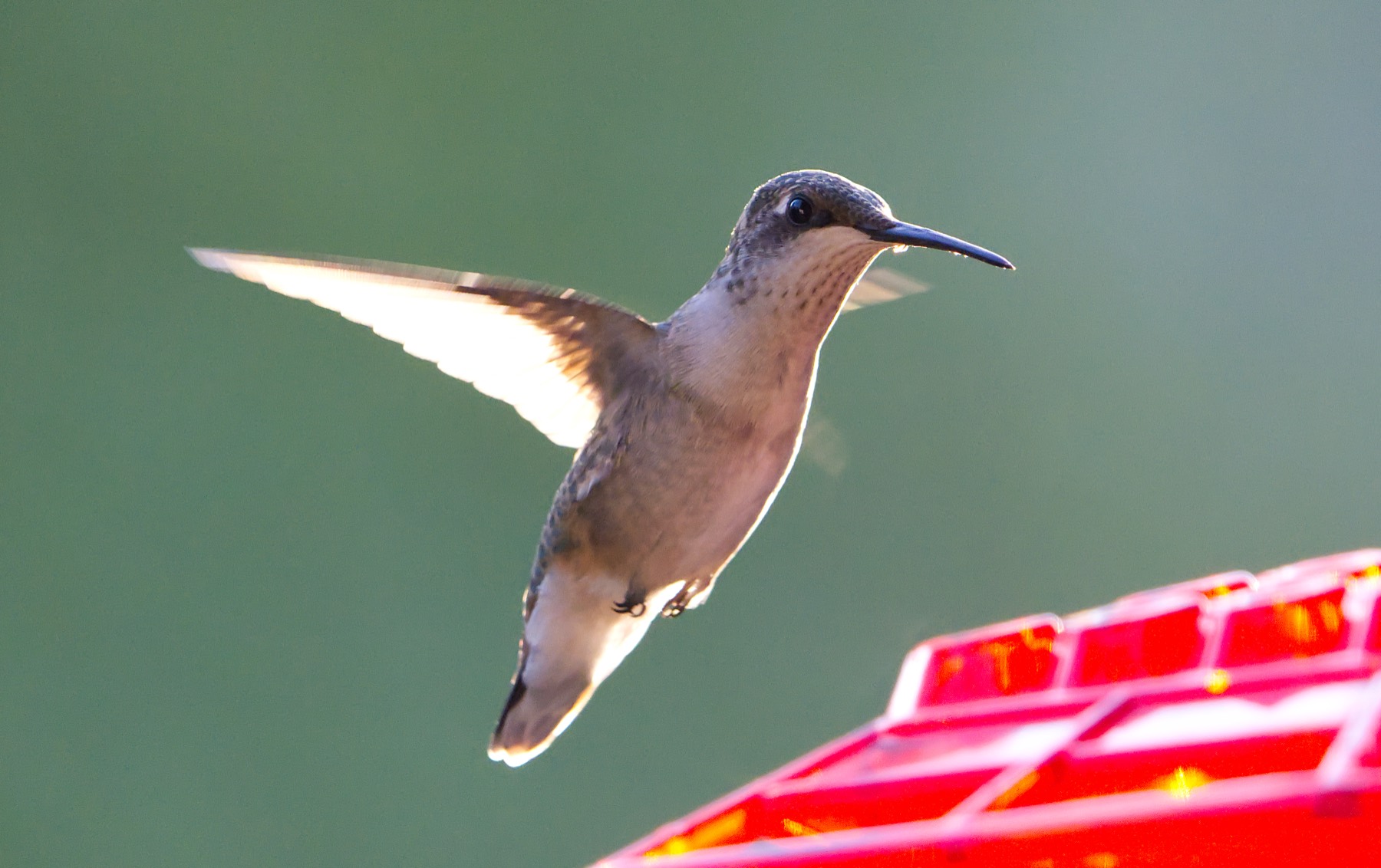 Hummingbirds in flight