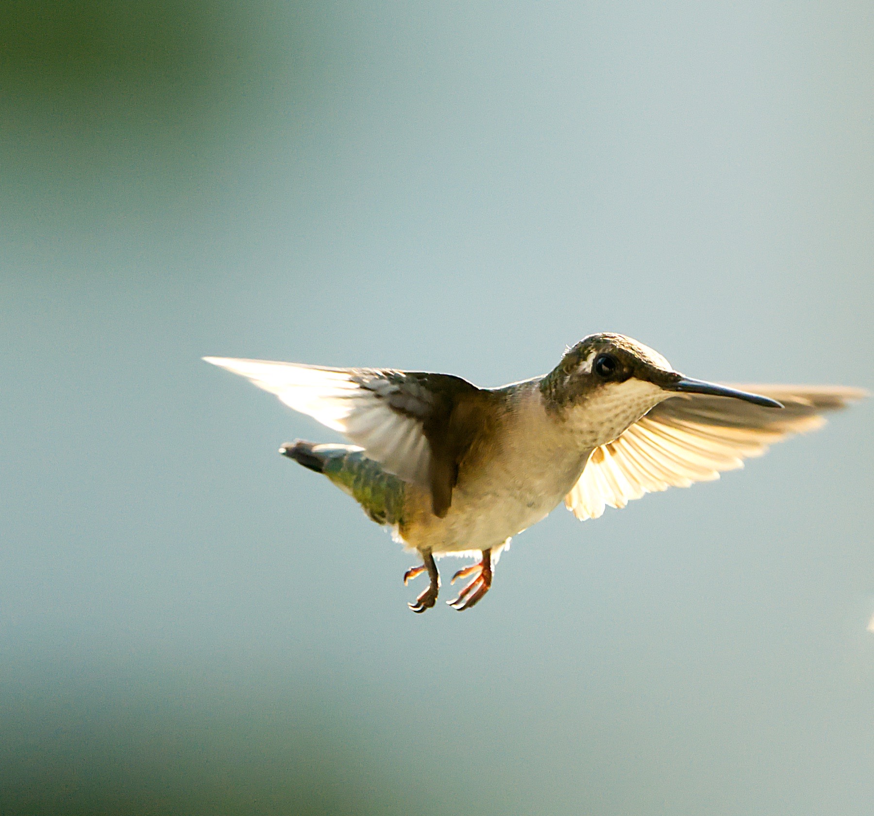 Hummingbirds in flight