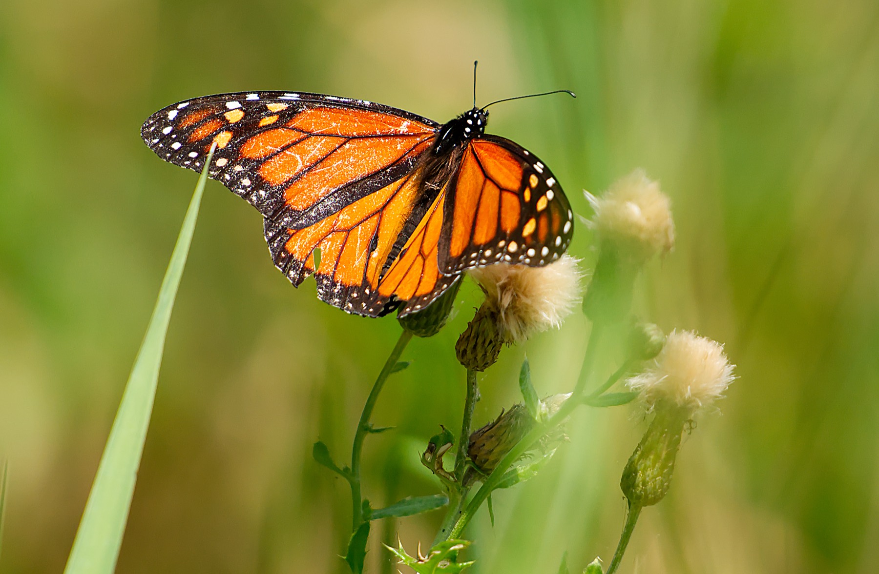 Monarch butterfly on thistle at Maumee Bay