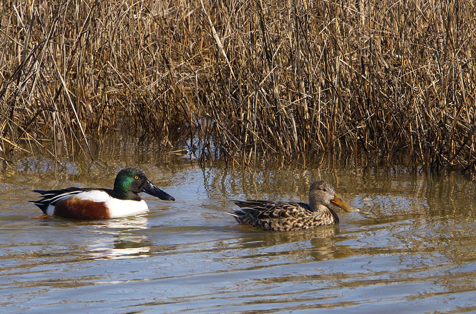 Swans geese and ducks