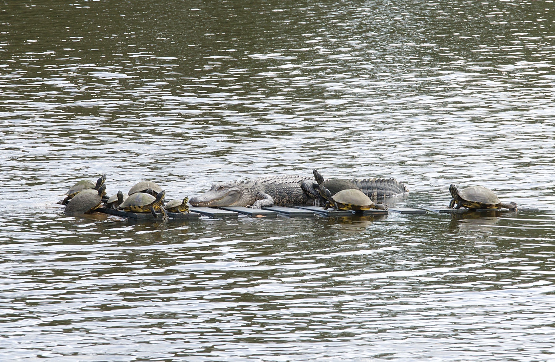 Turtle wildlife photography