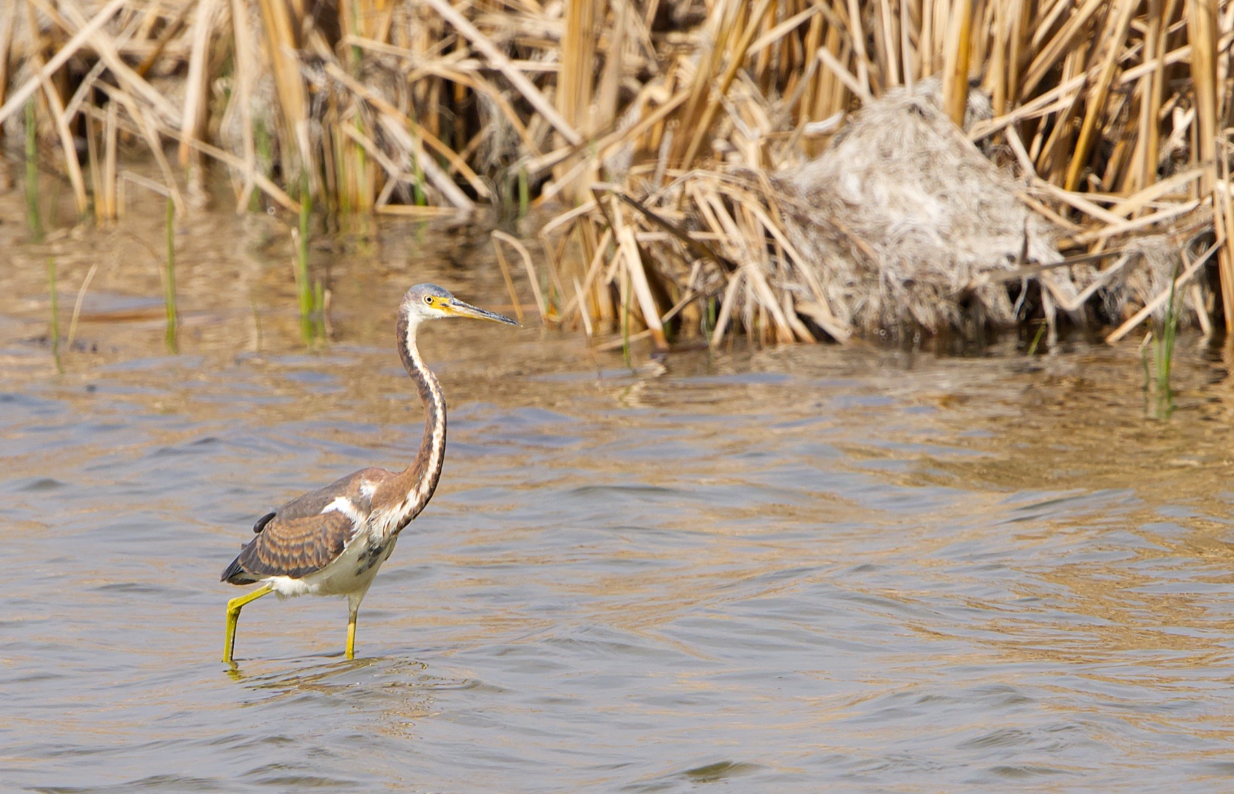 Waterfowl photography